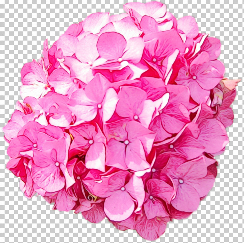 Hydrangea Cut Flowers Petal Pink M Flower PNG, Clipart, Cut Flowers, Flower, Hydrangea, Paint, Petal Free PNG Download
