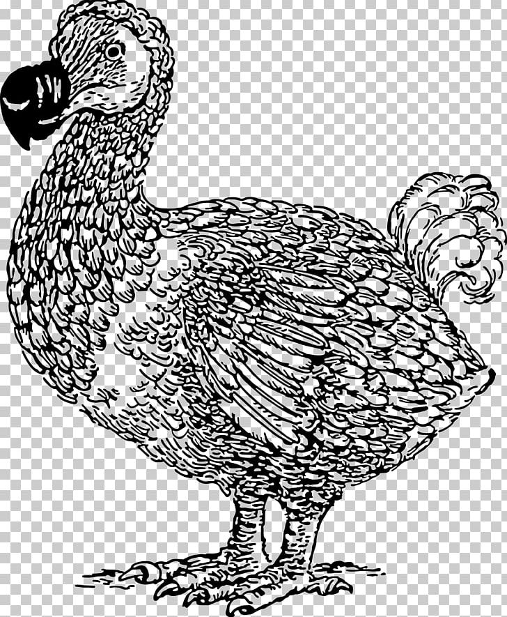 Dodo PNG, Clipart, Art, Artwork, Beak, Bird, Bird Clip Art Free PNG Download