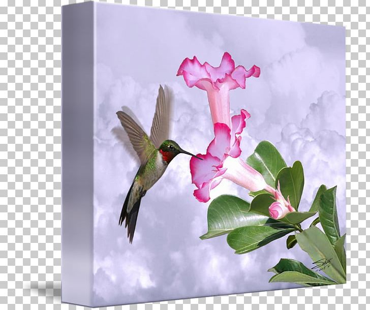 Fauna Hummingbird M Beak PNG, Clipart, Beak, Bird, Fauna, Flower, Hummingbird Free PNG Download