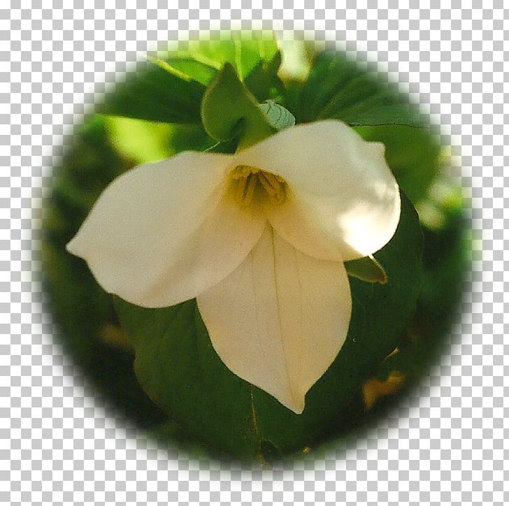 Great White Trillium Herbalism Elixir Therapy Herbaceous Plant PNG, Clipart, Elixir, Fiber, Flower, Flowering Plant, Glass Free PNG Download