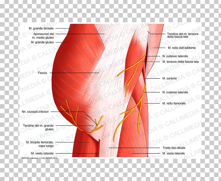 Muscles Of The Hip Muscular System Pelvis PNG, Clipart, Abdomen, Adductor Muscles Of The Hip, Anatomy, Arm, Blood Vessel Free PNG Download