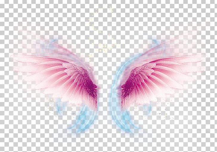 Wing Computer File PNG, Clipart, Angels Wings, Angel Wing, Angel Wings, Animals, Chicken Wings Free PNG Download