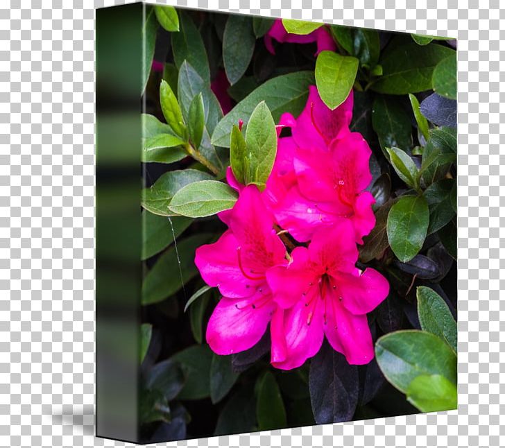 Azalea Four O'clocks Pink M Marvel-of-peru Annual Plant PNG, Clipart,  Free PNG Download