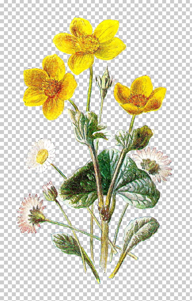 Botanical Illustration Botany Flower PNG, Clipart, Art, Botanical Illustration, Botany, Chocolate Daisy, Clip Art Free PNG Download