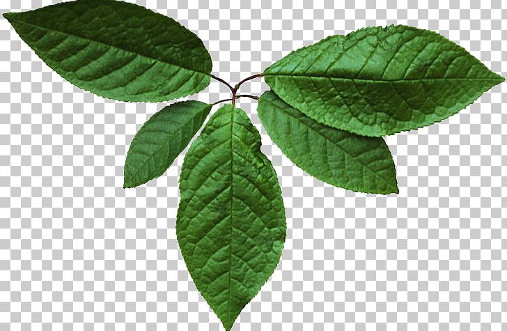 Leaf Green Tree .de PNG, Clipart, Branch, Color, Com, Green, Green Tree Free PNG Download