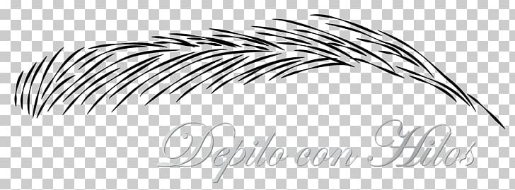 Line Art Drawing Feather PNG, Clipart, Art, Artwork, Black And White, Drawing, Eye Free PNG Download