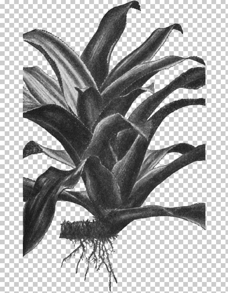 Nidularium Angustifolium Nidularium Innocentii Biology Taxonomy Flowering Plant PNG, Clipart, Biology, Black And White, Flower, Flowering Plant, Innocence Free PNG Download