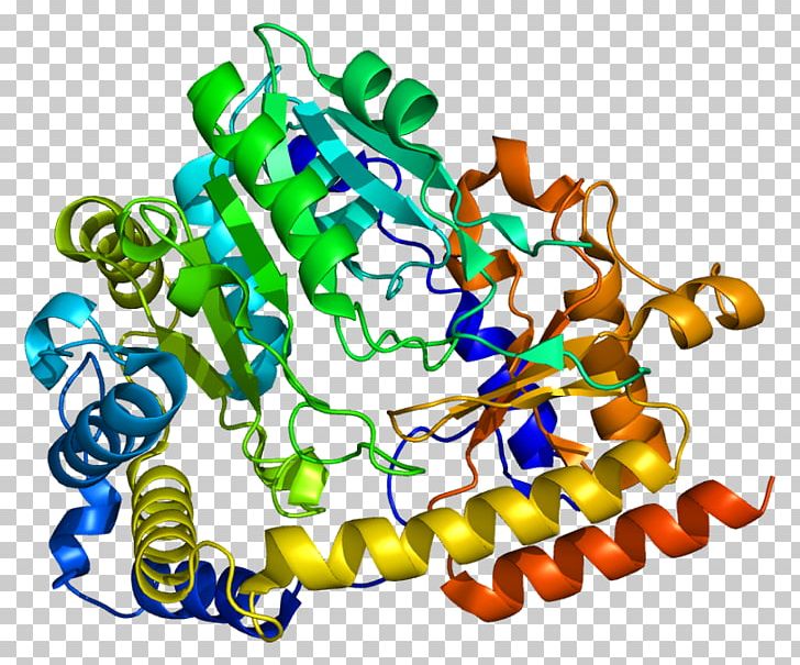 Protein KYAT1 D-amino Acid Oxidase Activator Transaminase Enzyme PNG, Clipart, Amino Acid, Artwork, Body Jewelry, Damino Acid Oxidase, Enzyme Free PNG Download