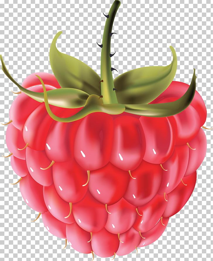 Raspberry PNG, Clipart, Berry, Black Raspberry, Blueberries, Blueberry, Encapsulated Postscript Free PNG Download