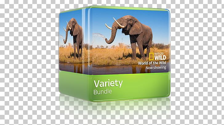 Sticker Atlas Of The World Activity Book Elephantidae Brand PNG, Clipart, Book, Brand, Elephant, Elephantidae, Elephants And Mammoths Free PNG Download