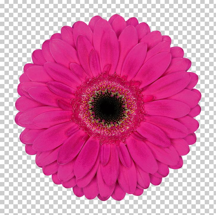 Transvaal Daisy Paper Cut Flowers Party Dentist PNG, Clipart, Amazoncom, Cut Flowers, Daisy, Daisy Family, Dentist Free PNG Download