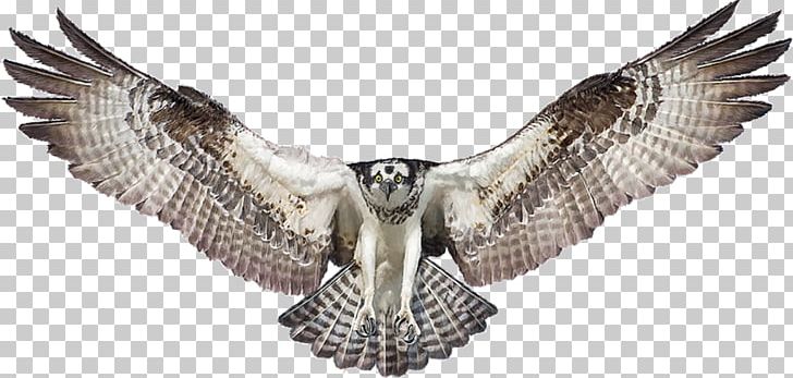 Bald Eagle Drawing Osprey PNG, Clipart, Accipitriformes, Animals, Art, Bald Eagle, Beak Free PNG Download