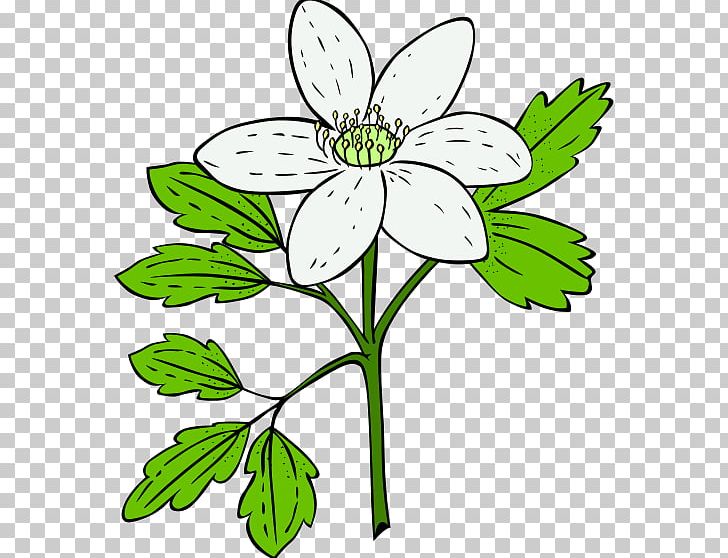 Flowering Plant Flowering Plant PNG, Clipart, Artwork, Black And White, Botany, California Poppy, Common Daisy Free PNG Download
