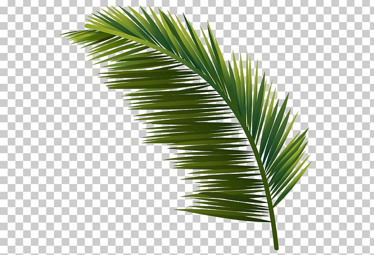 Arecaceae Leaf Plant Tree Coconut PNG, Clipart, Arecaceae, Arecales, Areca Palm, Borassus Flabellifer, Coconut Free PNG Download