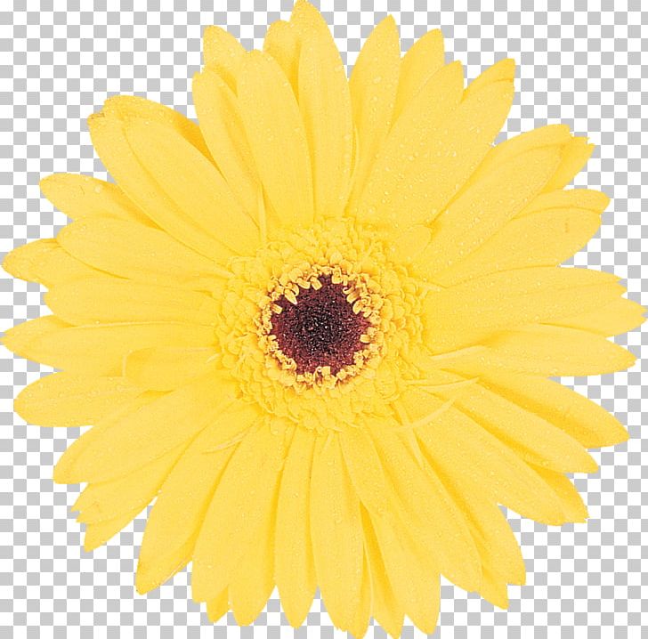 Common Daisy Transvaal Daisy Yellow PNG, Clipart, Blackeyed Susan, Chamomile, Chrysanths, Color, Common Daisy Free PNG Download