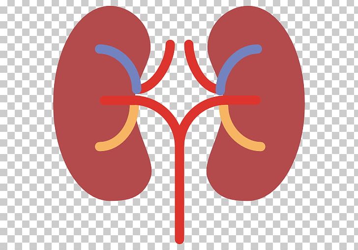 Kidney Computer Icons Organ Human Body PNG, Clipart, Anatomy, Area, Circle, Computer Icons, Eyewear Free PNG Download