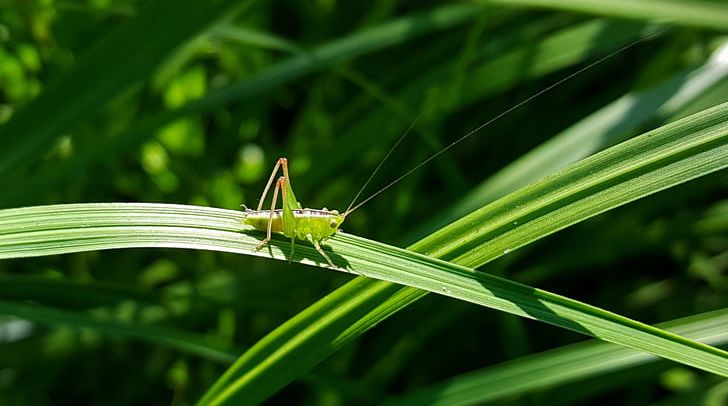 Pterygota Grasshopper Bush Crickets PNG, Clipart, Antenna, Arthropod, Bush Crickets, Cricket, Damselfly Free PNG Download