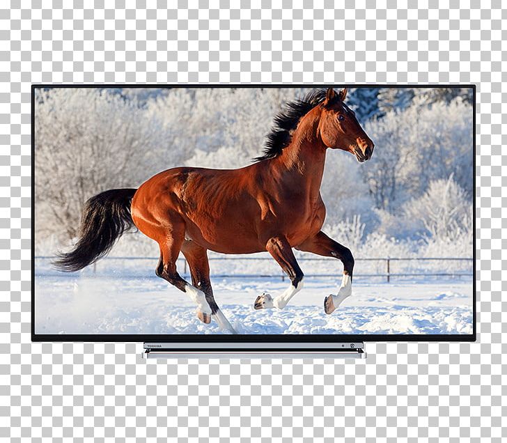 43" Toshiba 43U5766DG Television 4K Resolution Ultra-high-definition Television Smart TV PNG, Clipart, 4k Resolution, Bridle, Hd Ready, Highdefinition Television, Horse Free PNG Download