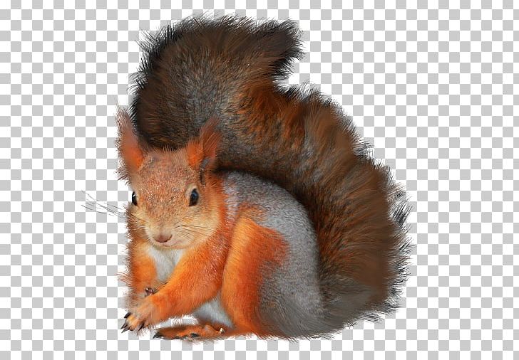 Rodent Red Squirrel Tree Squirrel PNG, Clipart, Animal, Eastern Gray Squirrel, Fauna, Fox Squirrel, Fur Free PNG Download