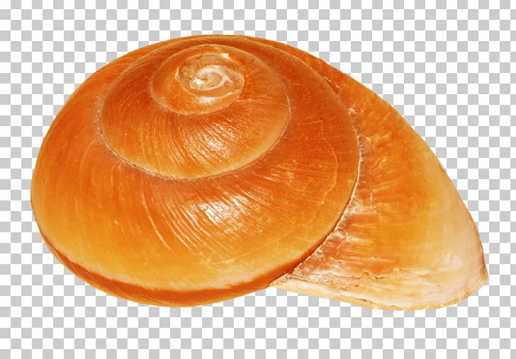 Baltic Macoma Tellins Veneroida Clam PhotoScape PNG, Clipart, Animal, Baltic Clam, Blog, Caramel Color, Clam Free PNG Download