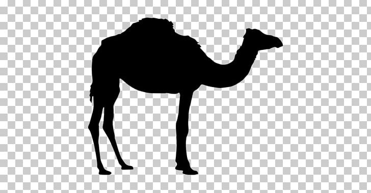Dromedary Bactrian Camel Silhouette PNG, Clipart, Animals, Black And White, Camel, Camel Like Mammal, Computer Icons Free PNG Download