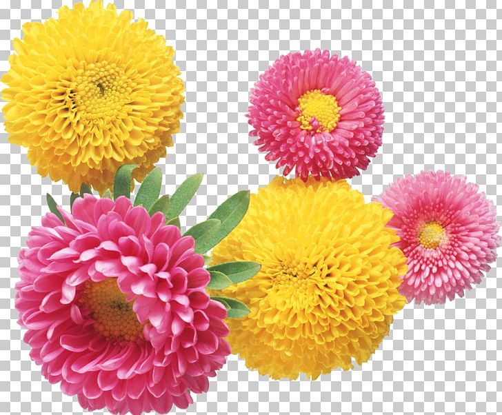Flower Chrysanthemum PNG, Clipart, Annual Plant, Chamomile, Chrysanths, Color, Cut Flowers Free PNG Download