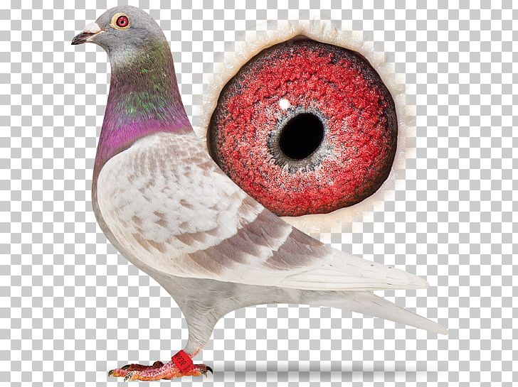 Homing Pigeon Columbidae Racing Homer Bird Pigeon Racing PNG, Clipart, Animals, Beak, Bird, Breed, Columbidae Free PNG Download