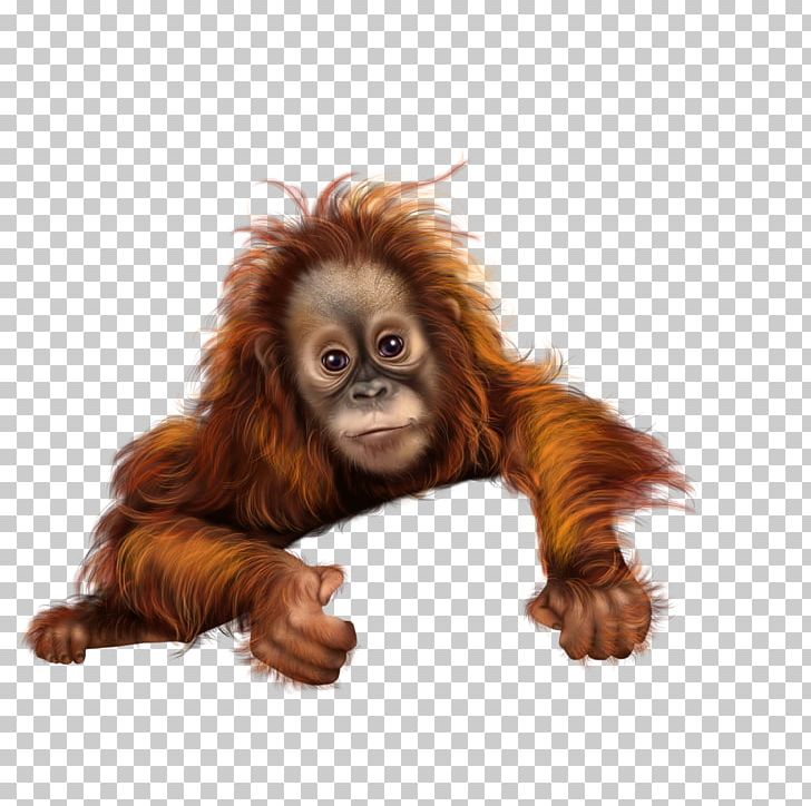 Orangutan Monkey Baboons PNG, Clipart, Animals, Baboons, Download, Encapsulated Postscript, Fur Free PNG Download