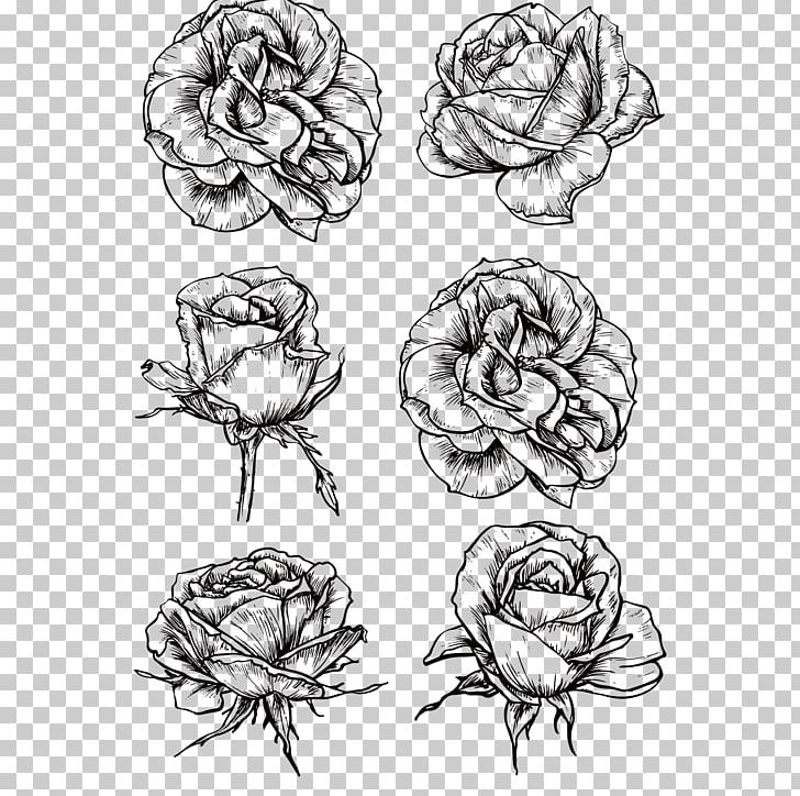Rose Flower Drawing Sketch PNG, Clipart, Black Board, Black Hair, Black White, Flowers, Hand Free PNG Download