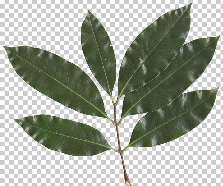 Sapindaceae Lychee Fruit Tree Leaf PNG, Clipart, Auglis, Common Hazel, Flora Of China, Fruit, Fruit Tree Free PNG Download