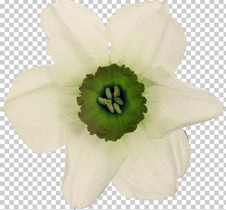 Flower White Petal Plant PNG, Clipart, Anemone, Color, Daffodil, Facebook, Flower Free PNG Download