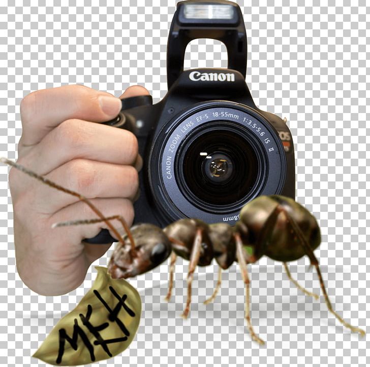 Insect Pest PNG, Clipart, Animals, Dslr With Strap, Insect, Invertebrate, Membrane Winged Insect Free PNG Download
