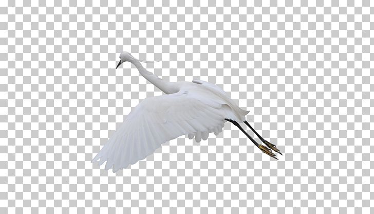 Water Bird Crane Goose Cygnini PNG, Clipart, Anatidae, Animal, Beak, Bird, Crane Free PNG Download