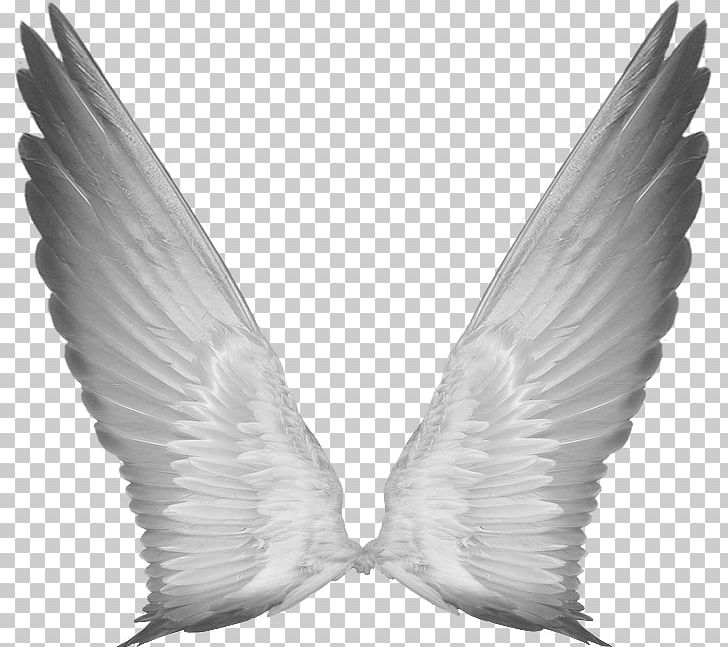 Aile PNG, Clipart, Aile, Angel, Article, Beak, Bird Free PNG Download