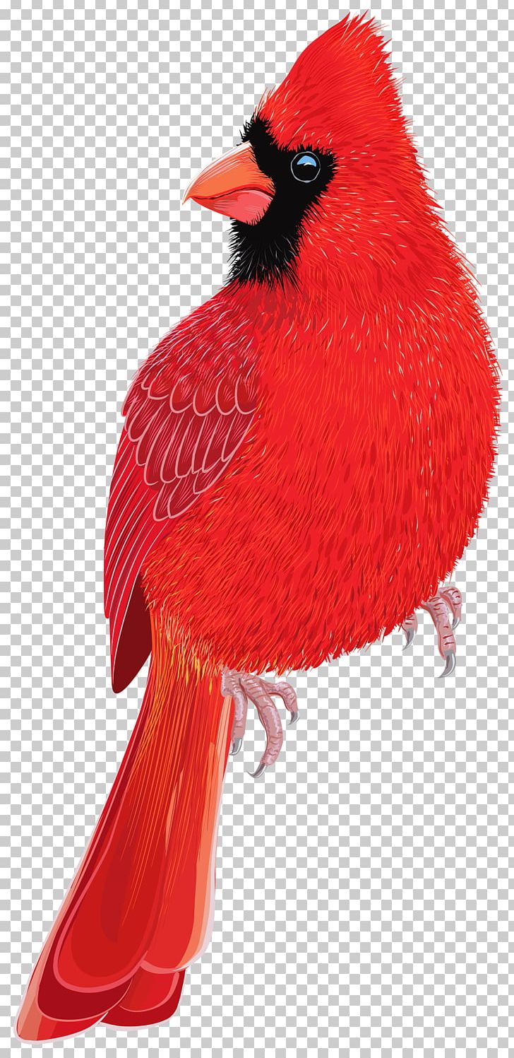 Bird Northern Cardinal PNG, Clipart, Animals, Beak, Bird, Birds, Cardinal Free PNG Download