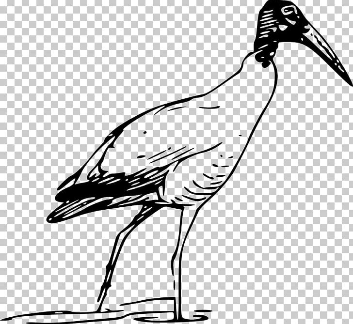 Bird Scarlet Ibis PNG, Clipart, American White Ibis, Animals, Artwork, Beak, Bird Free PNG Download
