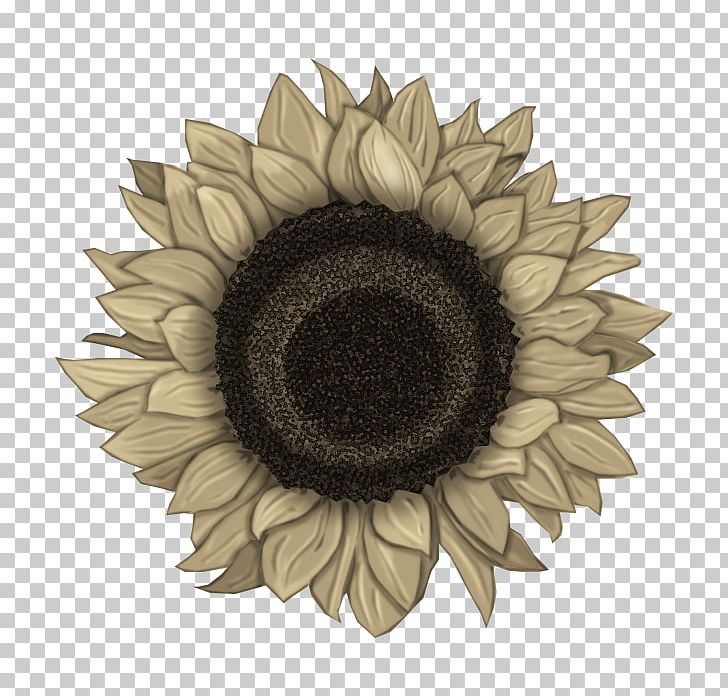 Common Sunflower PNG, Clipart, Art, Blue, Common Sunflower, Daisy Family, Drawing Free PNG Download