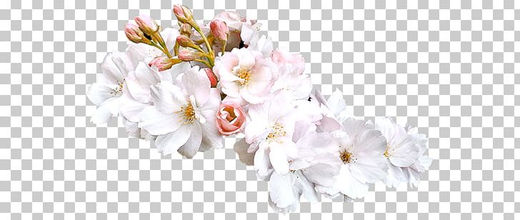Floral Design Flower Preview PNG, Clipart, 3d Computer Graphics, Blog, Blossom, Branch, Cherry Blossom Free PNG Download