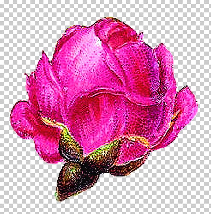 Garden Roses Cabbage Rose Floribunda Petal Cut Flowers PNG, Clipart, Clip, Cut Flowers, Digital, Floribunda, Flower Free PNG Download