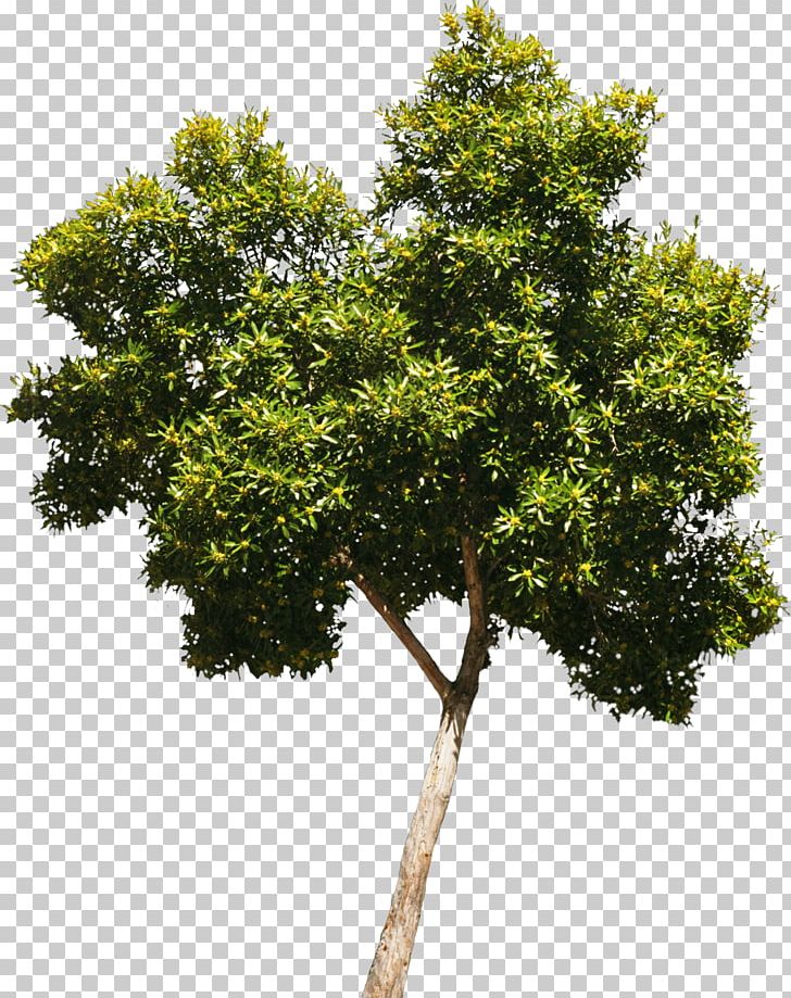 Tree Oak Woody Plant Crown PNG, Clipart, Branch, Bushes, Crown, Evergreen, Nature Free PNG Download