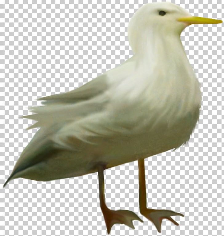 European Herring Gull Bird Animal PNG, Clipart, Albom, Animal, Animals, Beak, Bird Free PNG Download