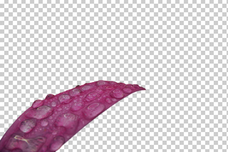 Lilac M Close-up PNG, Clipart, Closeup, Lilac M Free PNG Download