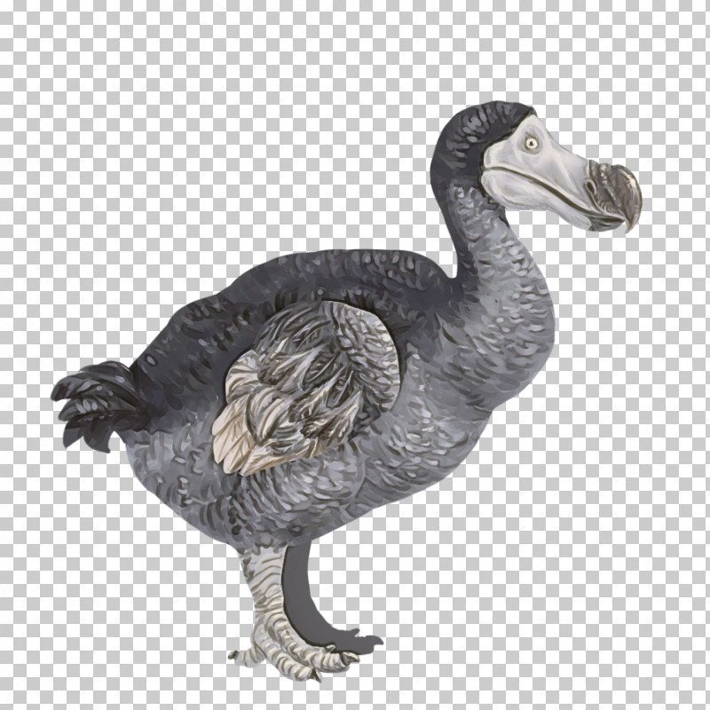 Bird Dodo Flightless Bird Beak Goose PNG, Clipart, Beak, Bird, Dodo, Emu, Figurine Free PNG Download