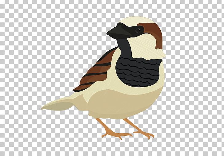 Draw Birds Drawing House Sparrow Cartoon PNG, Clipart, Animals, Beak, Bird,  Birds, Cartoon Free PNG Download