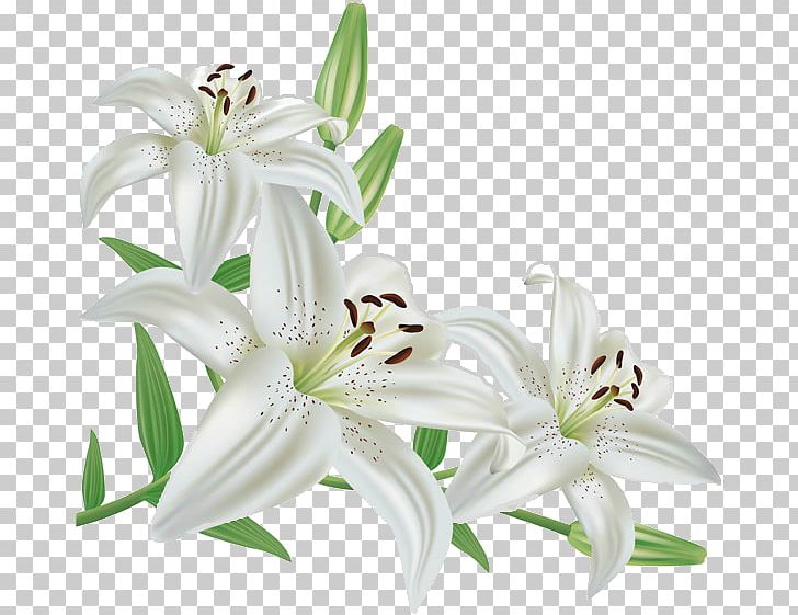 Madonna Lily Flower Lily 'Stargazer' PNG, Clipart, Lily Flower, Madonna Lily, Stargazer Free PNG Download