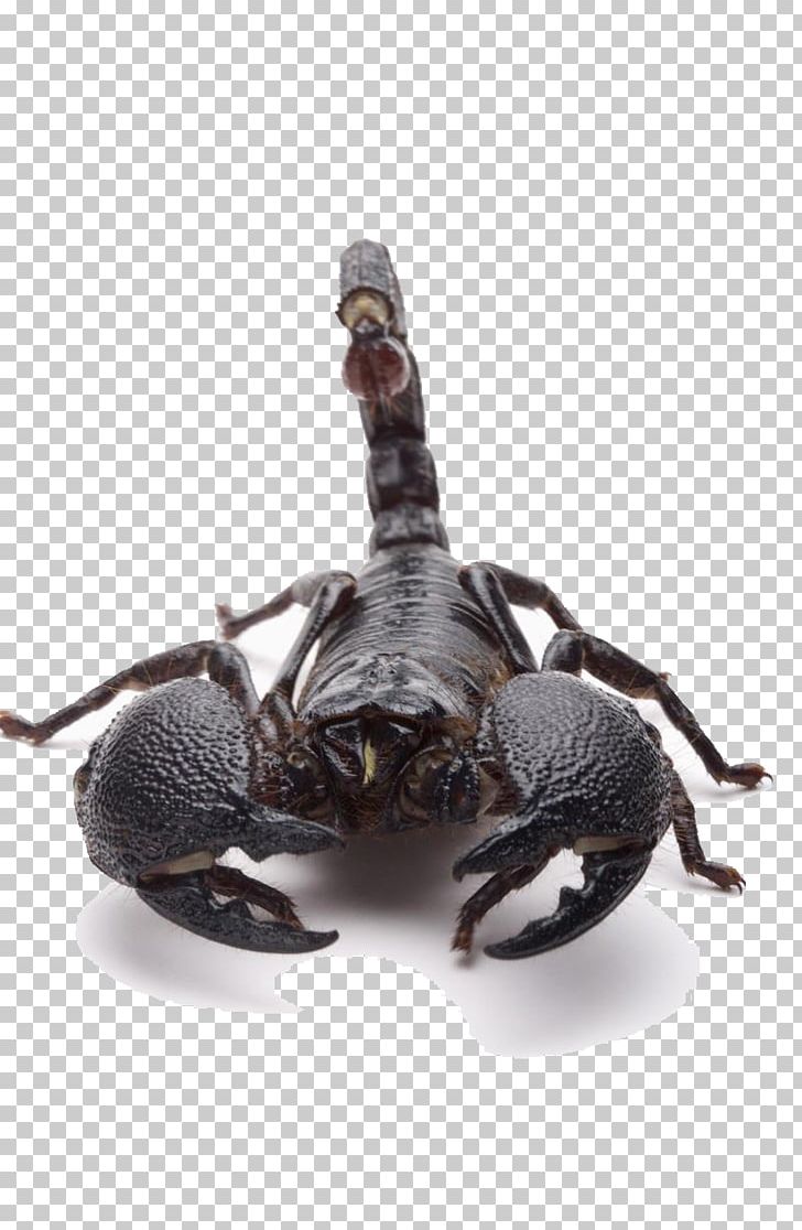 Scorpion Sting Poison PNG, Clipart, Arthropod, Background Black, Black, Black Background, Black Board Free PNG Download