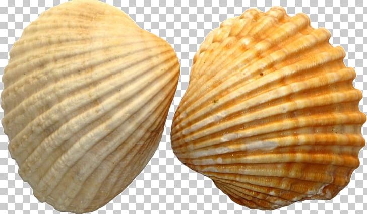 Seashell Desktop PNG, Clipart, Animals, Clam, Clams Oysters Mussels And Scallops, Cockle, Conch Free PNG Download