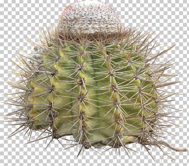 Cactaceae Thorns PNG, Clipart, 3d Computer Graphics, Cactaceae, Cacti, Cactus, Caryophyllales Free PNG Download