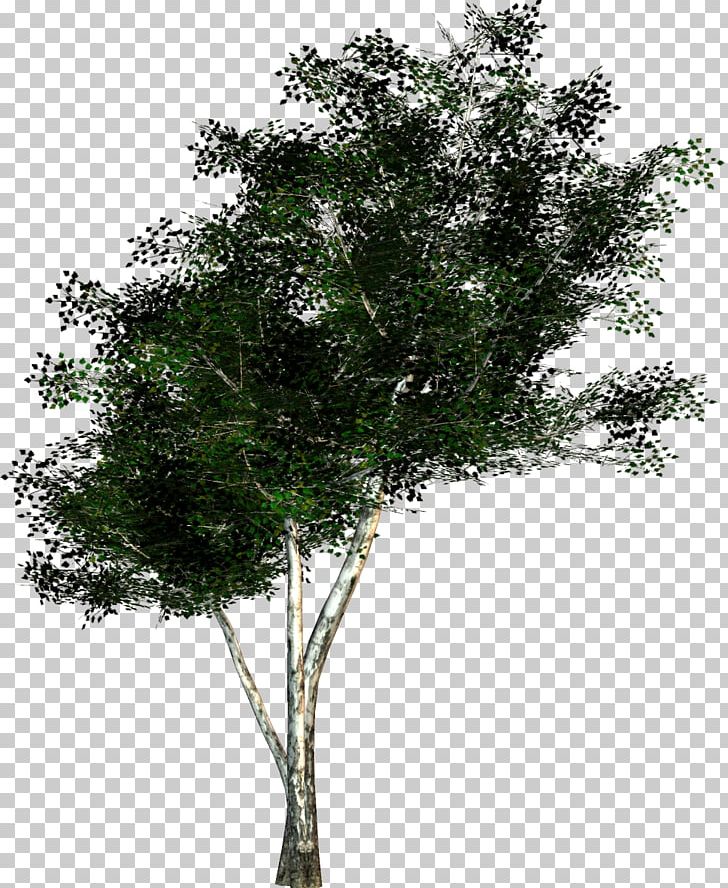 Tree Texture Mapping Twig Wavefront .obj File PNG, Clipart, Advertising, Branch, Cinema 4d, Flowering Plant, Leaf Free PNG Download