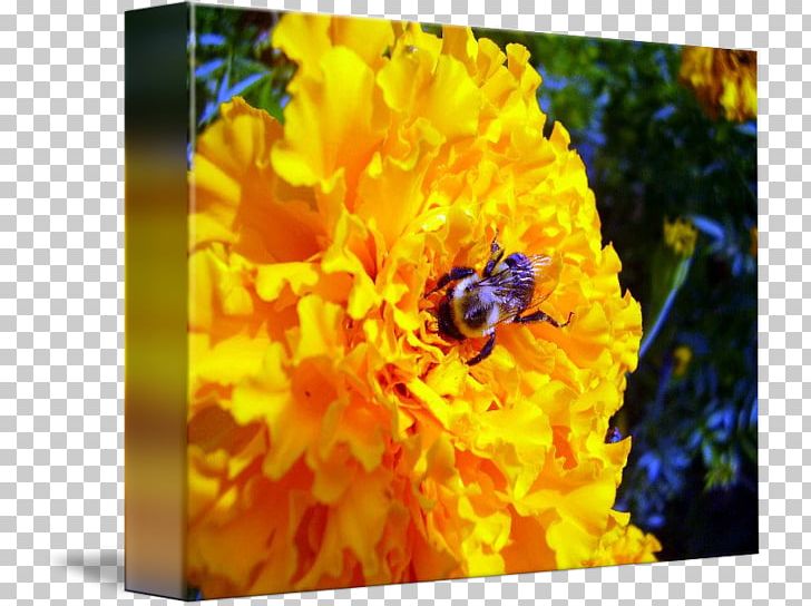 Honey Bee Bumblebee Nectar Desktop PNG, Clipart, Bee, Bumblebee, Busy Bee Events, Calendula, Computer Free PNG Download